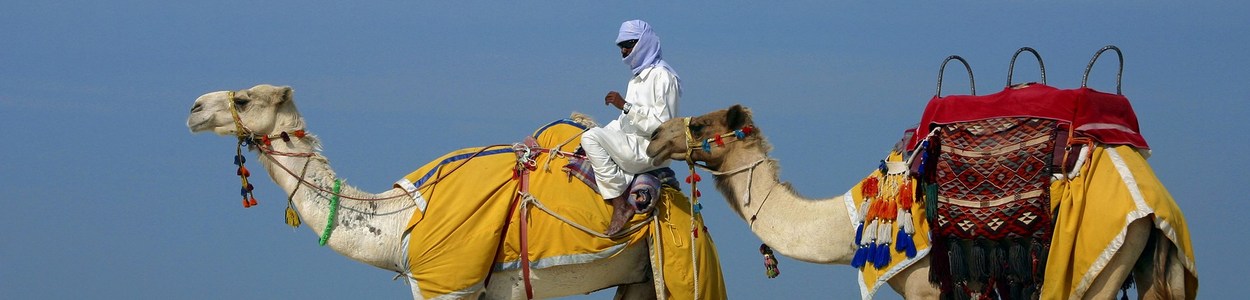 Oriente Medio Camello 0