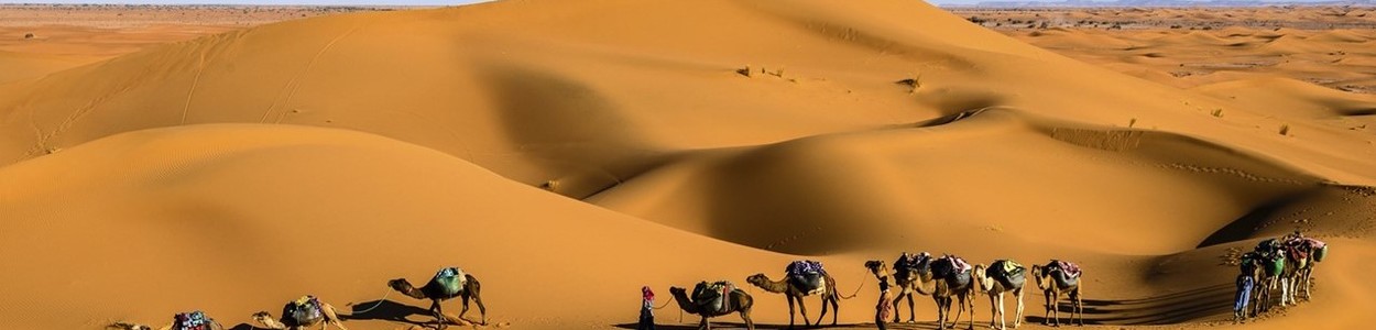 Desierto Con Camellos Banerr